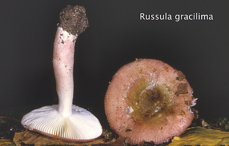 Russula gracillima-amf1697.jpg - Russula gracillima ; Syn: Russula gracilis subsp.gracillima ; Nom français: Russule gracile